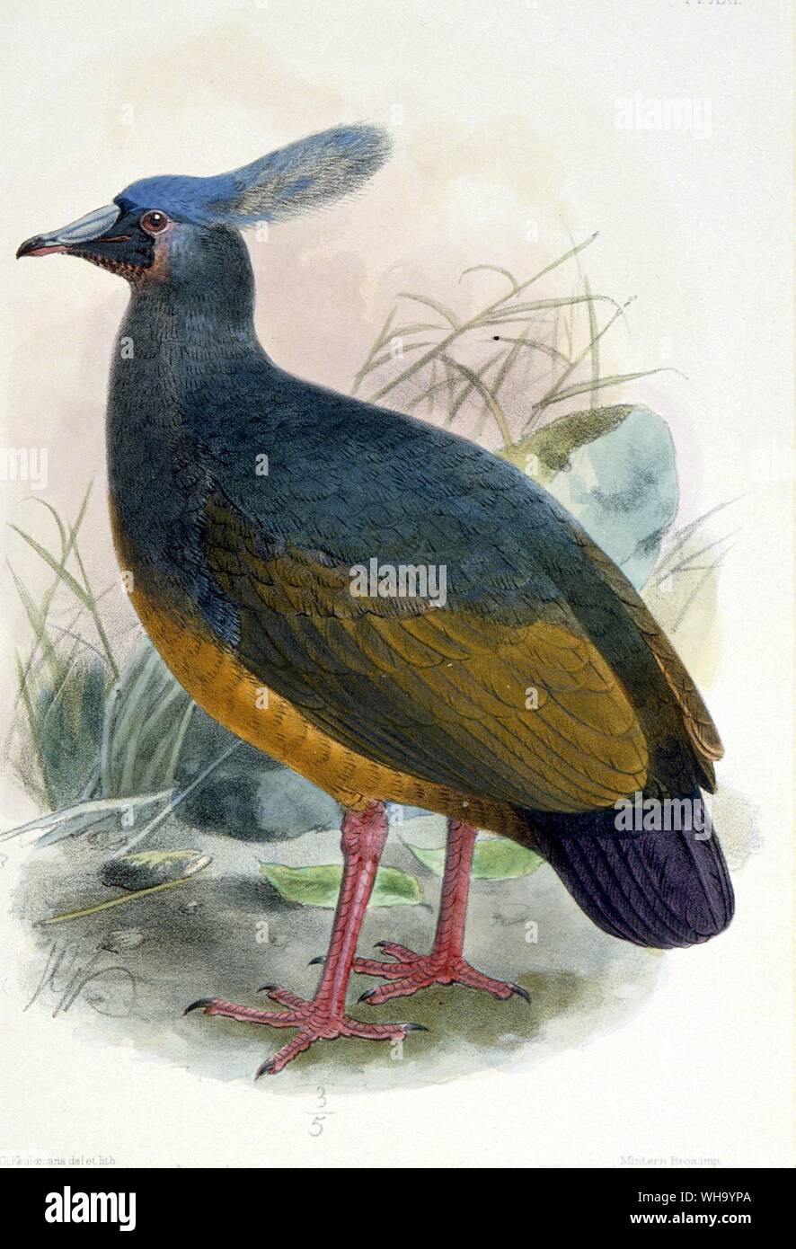 Choiseul Crested Pigeon.  Hand-coloured lithograph by J.G. Keulemans from Novilates Zoologicae, Vol. 11 (1904) - Length of bird 30cm (12in) Stock Photo