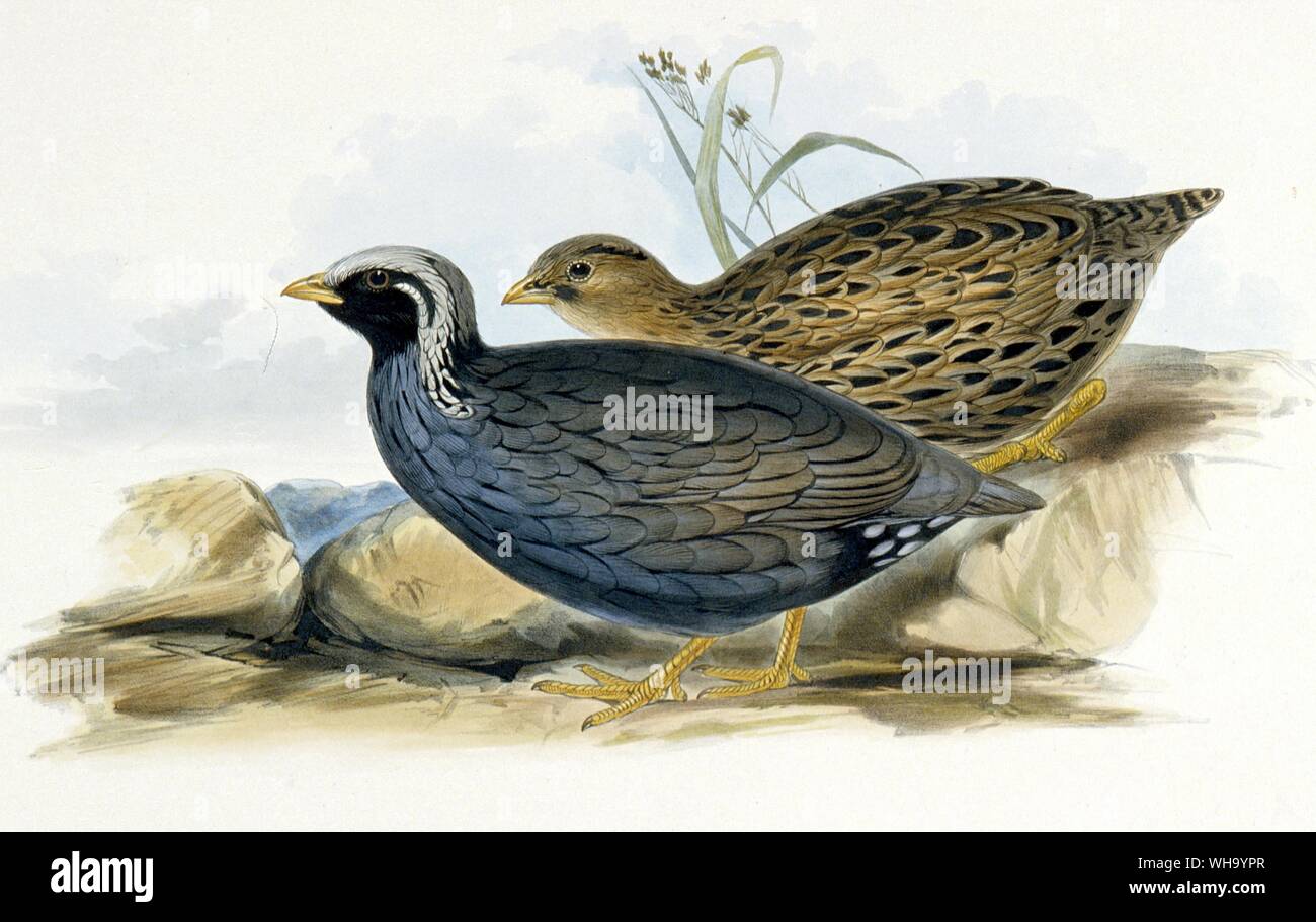 Himalayan Mountain Quail. Hand-coloured lithograph by J.W. Moore from J.E/ Gray's Gleanings from the menagerie and Aviary at Knowsley Hall, Vol. 1 (1846), Pl.16. - Length of bird 25cm (10in) Stock Photo