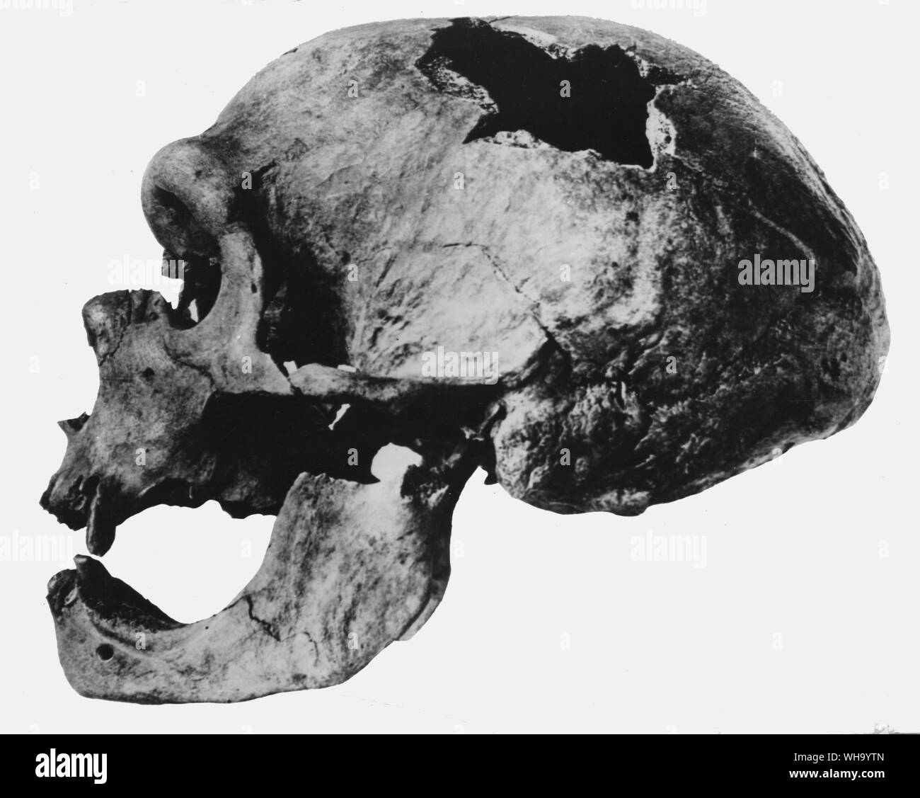Neanderthal man's skull. Primitive European species of homo sapien. Stock Photo