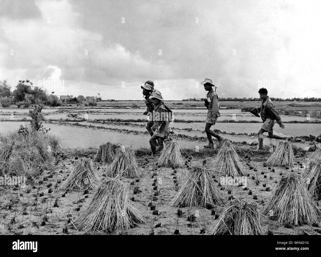 2nd July 1953: The Indo-China war. An injured Vietnamese soldier is helped across the paddy fields by their comrades. Stock Photo