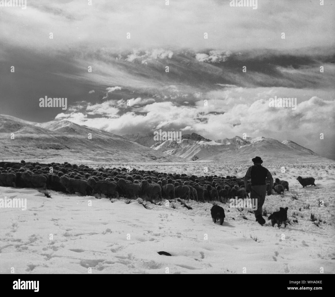 Shepherd and dogs gathering a 'mob' of sheep for feeding. Autumn muster on a New Zealand. Stock Photo