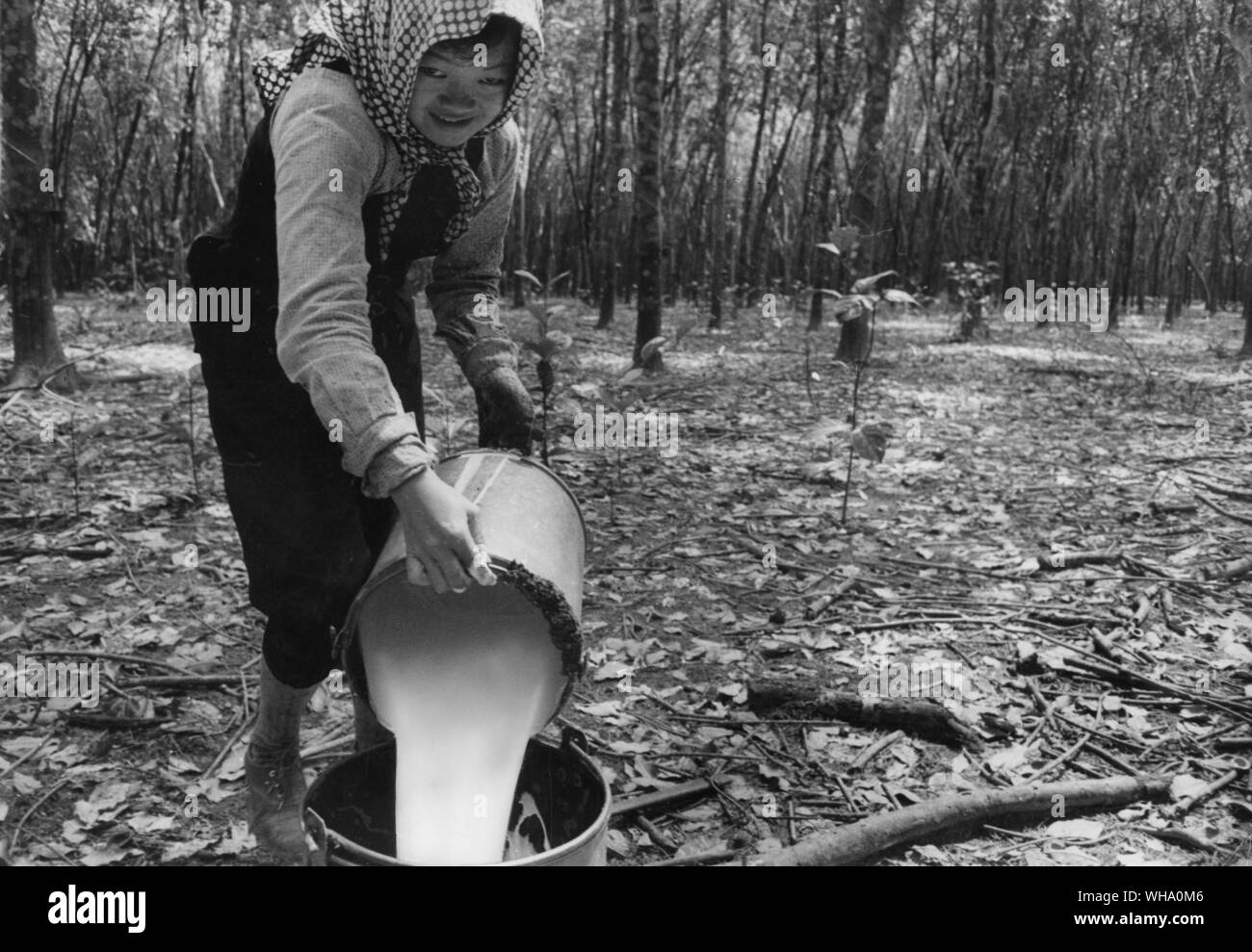 Malaysia: On a Malayan rubber estate, a young worker pours the raw product into a collecting tin. Rubber, together with the tin, is the country'smost important industry. Stock Photo