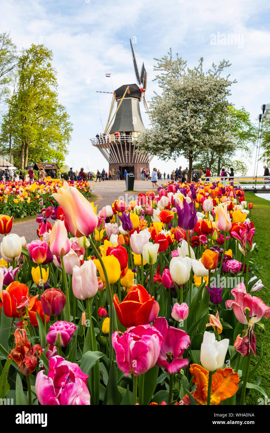 tulip様　⭐80 *️⃣220✳️45◆133　ミンクファー Tulips and Windmills in Keukenhof garden, Lisse, South Holland