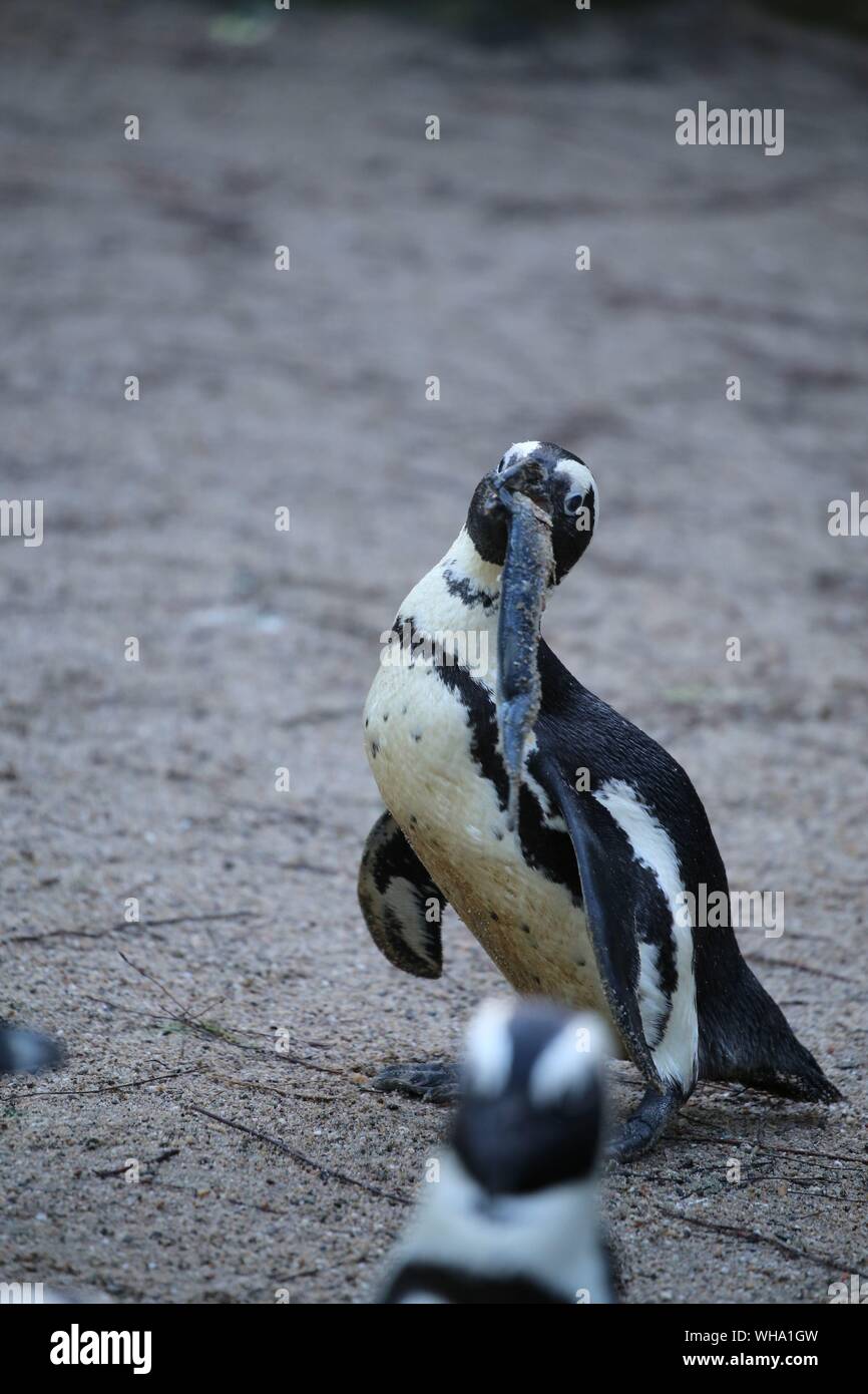 What Type Of Fish Do Penguins Eat