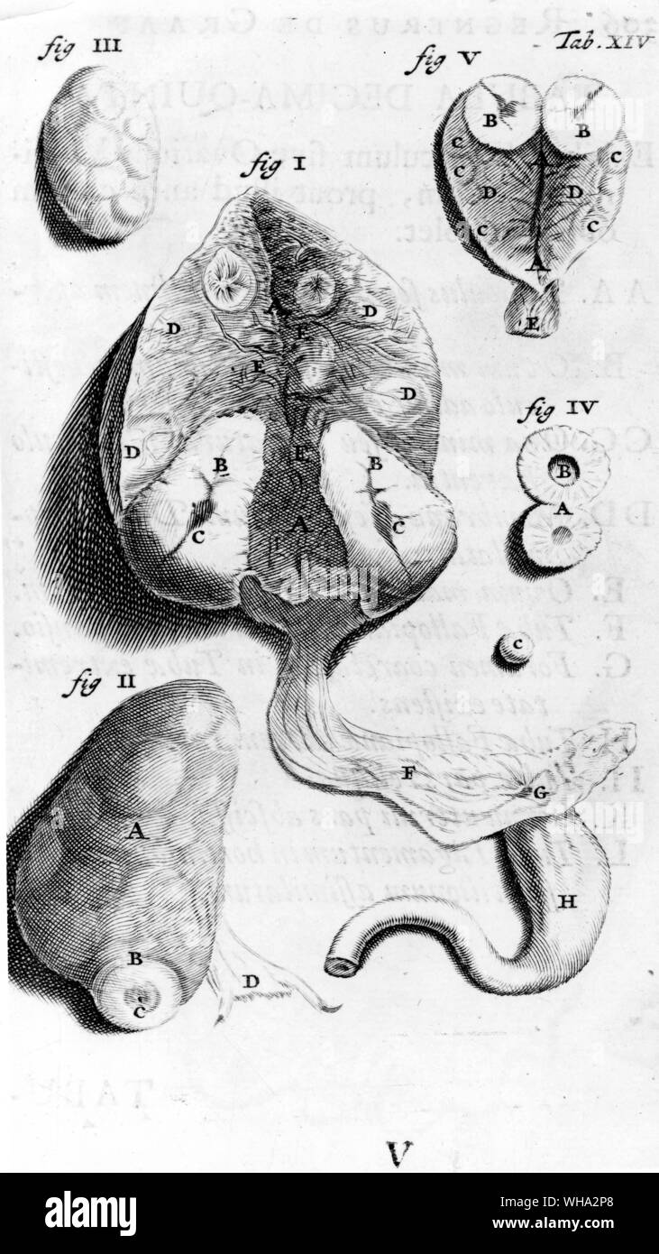 The reproductive organs of a cow from Regner de Graaf: Opera Ommia by Janus Leoniceus. Stock Photo