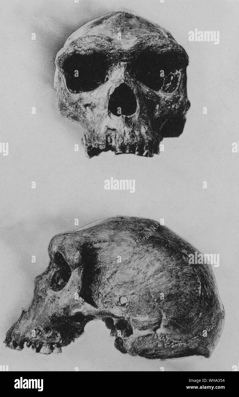 Fossil Man. Rhodesian skull (Homo Rhodesiensis) from a cavern, Broken Hill, Northern Rhodesia. Stock Photo