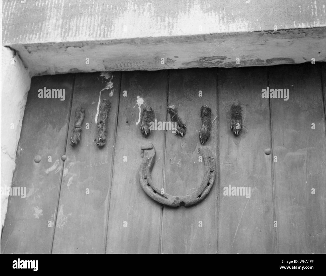 Amulets. Hares paws on a door in Westmorland. Photo from Mrs Ettlinger. by Ernest Rathenau Stock Photo