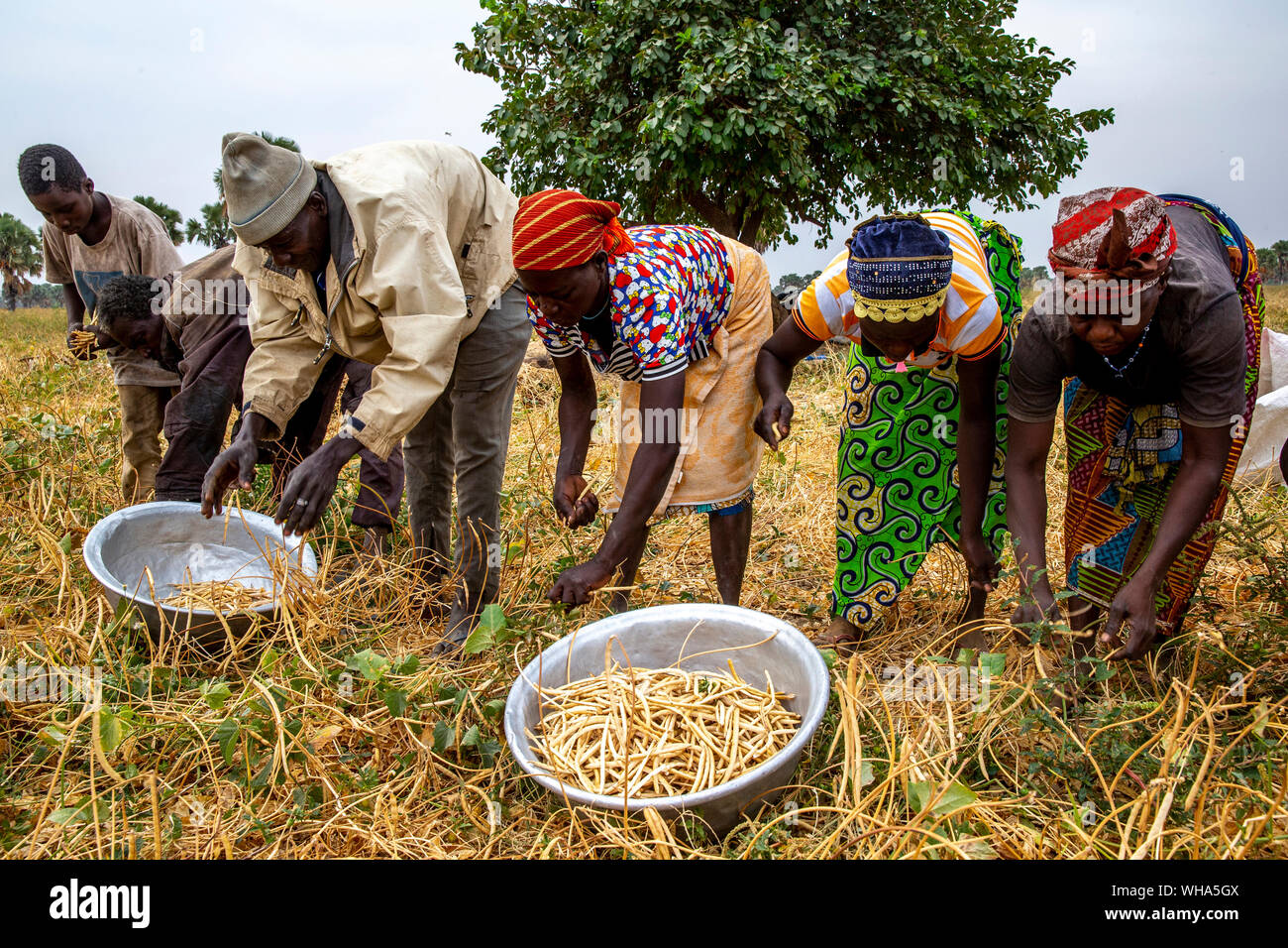 Bean harvest in Djibomben village, North Togo, West Africa, Africa