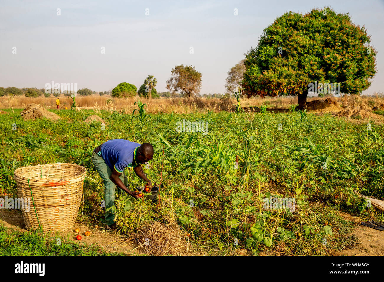 Microfinance client harvesting tomatoes in Namong, Tone district, Togo, West Africa, Africa Stock Photo