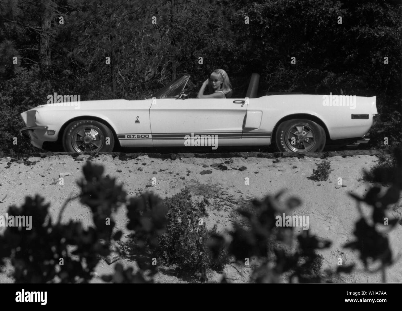 Shelby Automotive. GT 500 Stock Photo