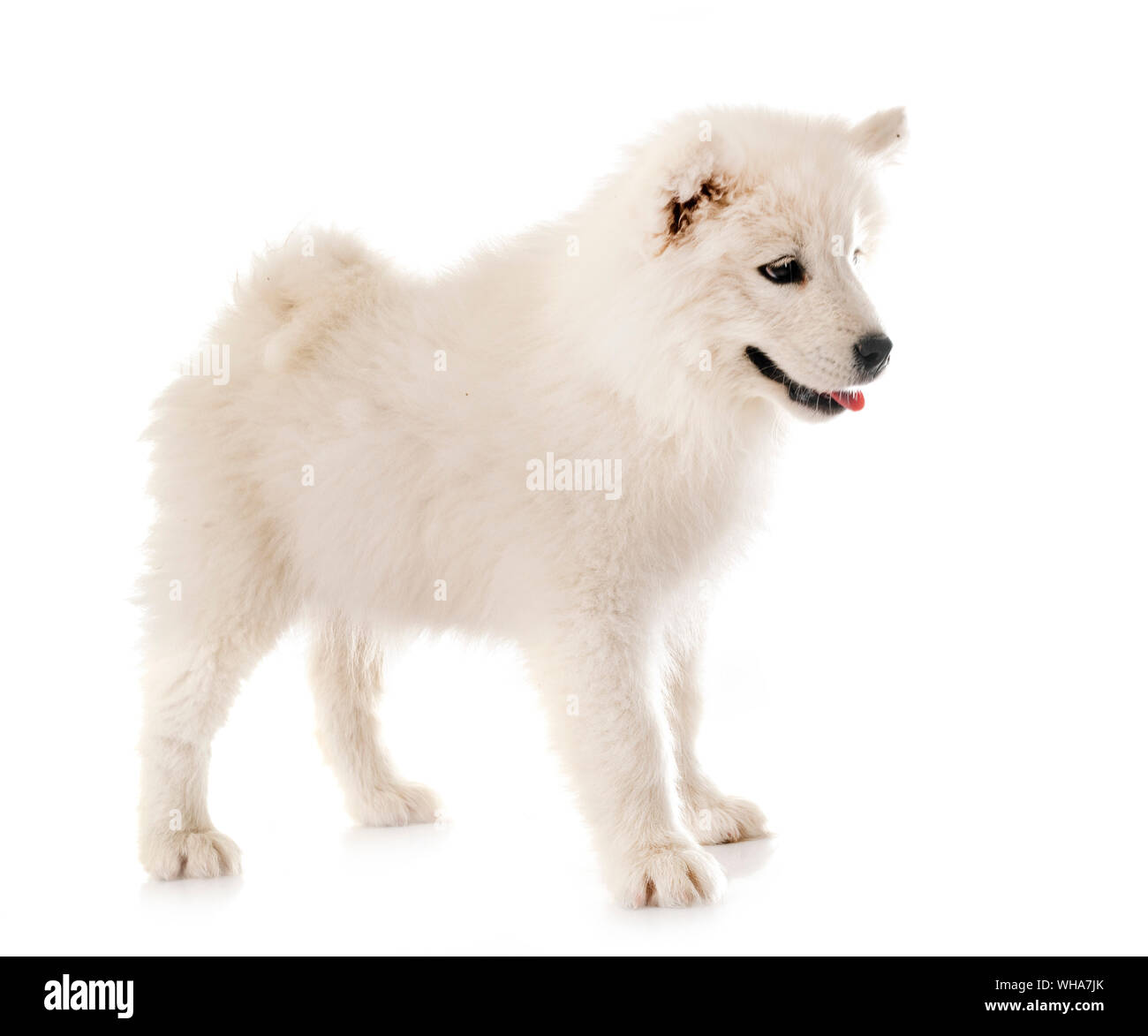 Samoyed Front puppy samoyed dog in front of white background Stock Photo - Alamy