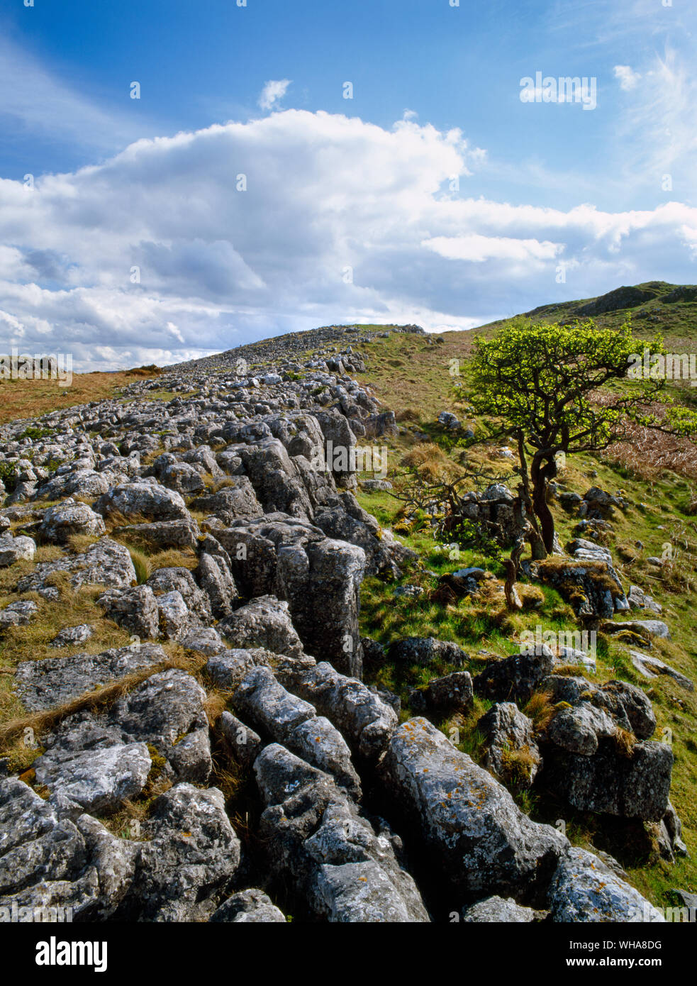 Parts of this Carboniferous limestone ridge on Bryn Alyn, North Wales