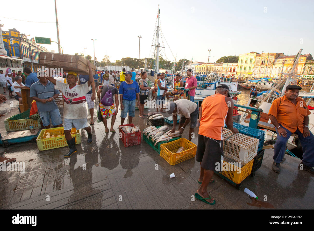 Brazil fish hi-res stock photography and images - Alamy
