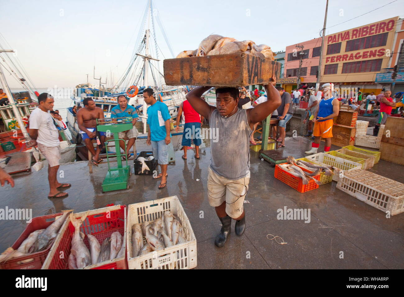 Brazil fish hi-res stock photography and images - Alamy
