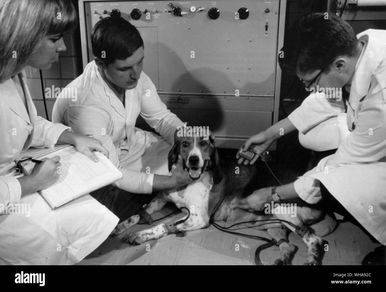 First canine recipient of nuclear powered cardiac pacemaker was implanted in Beagle Brunhilda in 1969 at the National Heart Institute of the National Institutes of Health, Bethesda, Maryland.. It is designed to operate for at least 10 years. US Atomic Energy Commission. Stock Photo