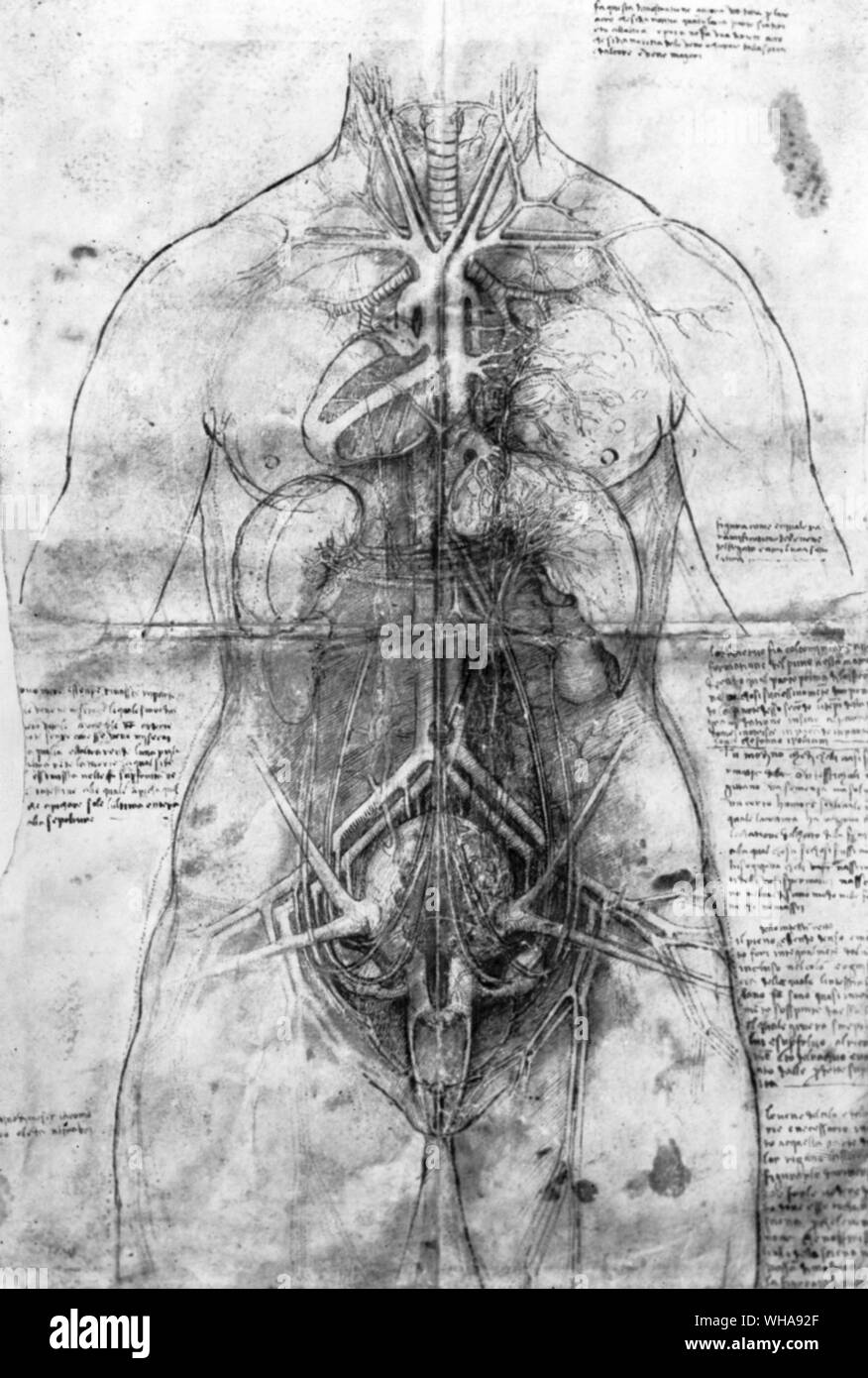 Anatomical diagram of a human body. Stock Photo