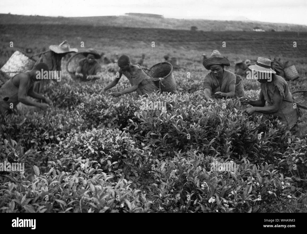 Picking tea on a tea plantation in Mozambique Stock Photo