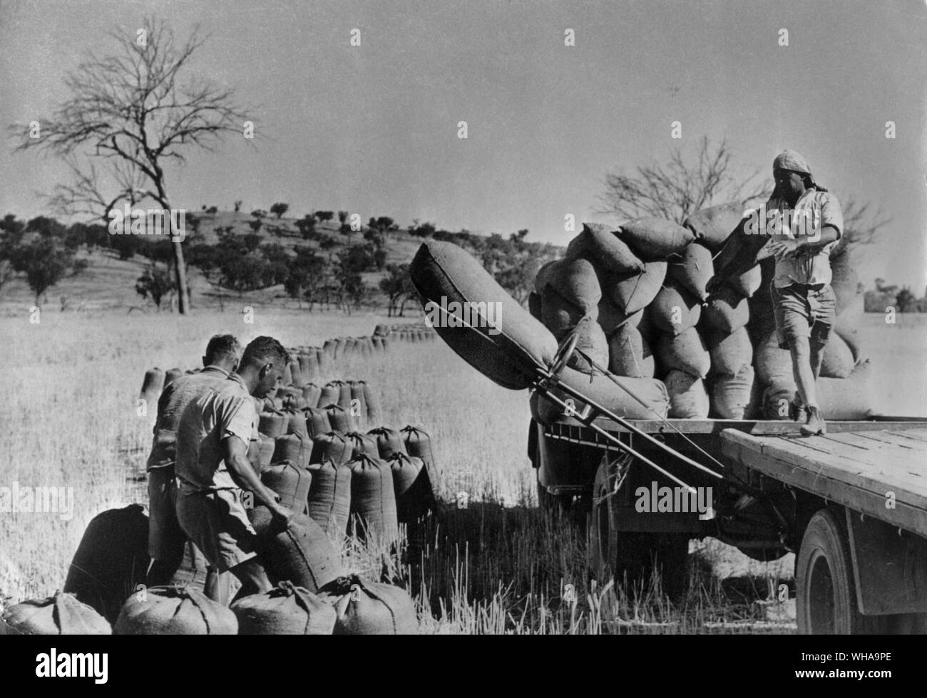 Harvesting wheat crop at Parkes New South Wales. Stock Photo