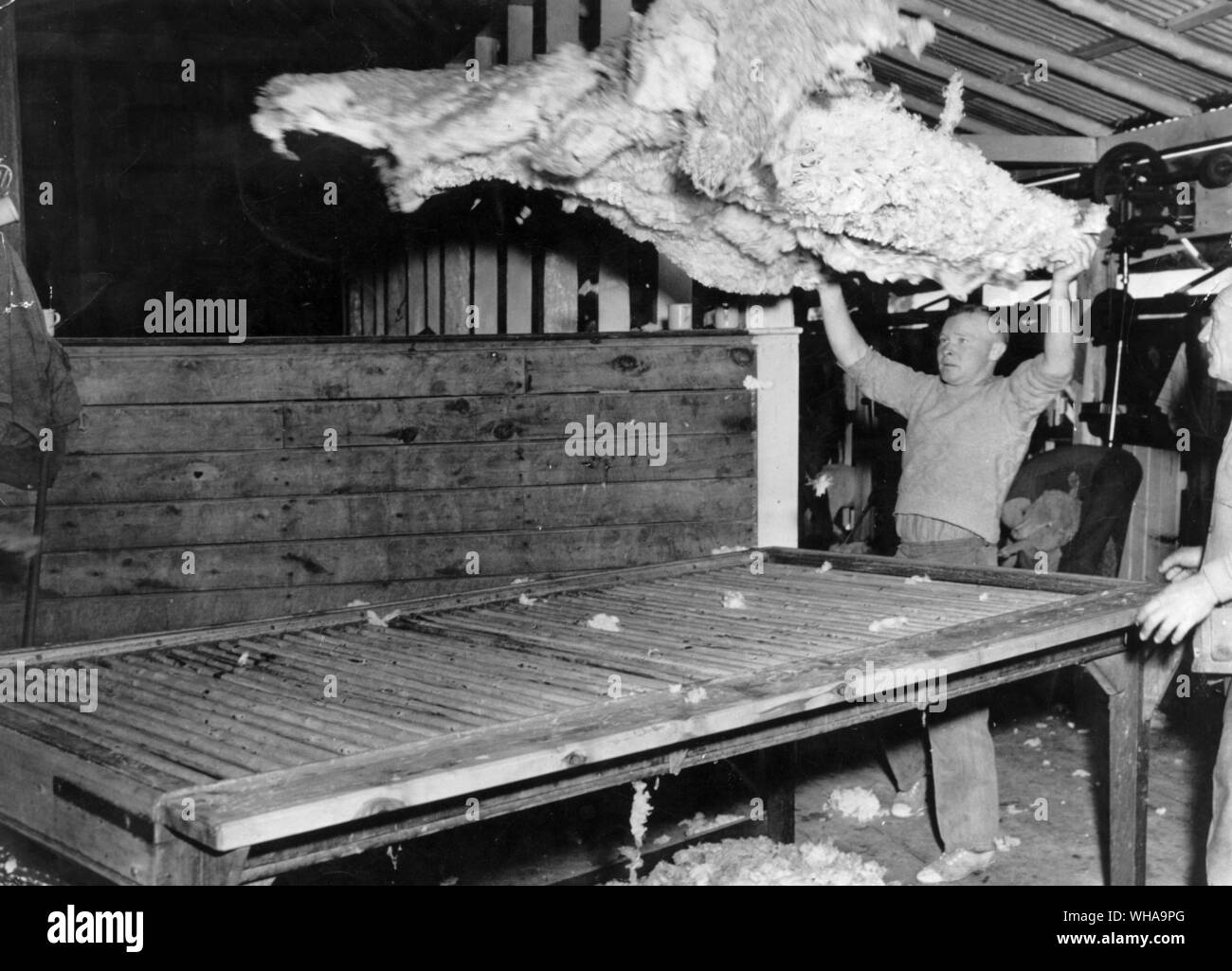 Tossing the Golden Fleece in a North West Shearing Shed Stock Photo
