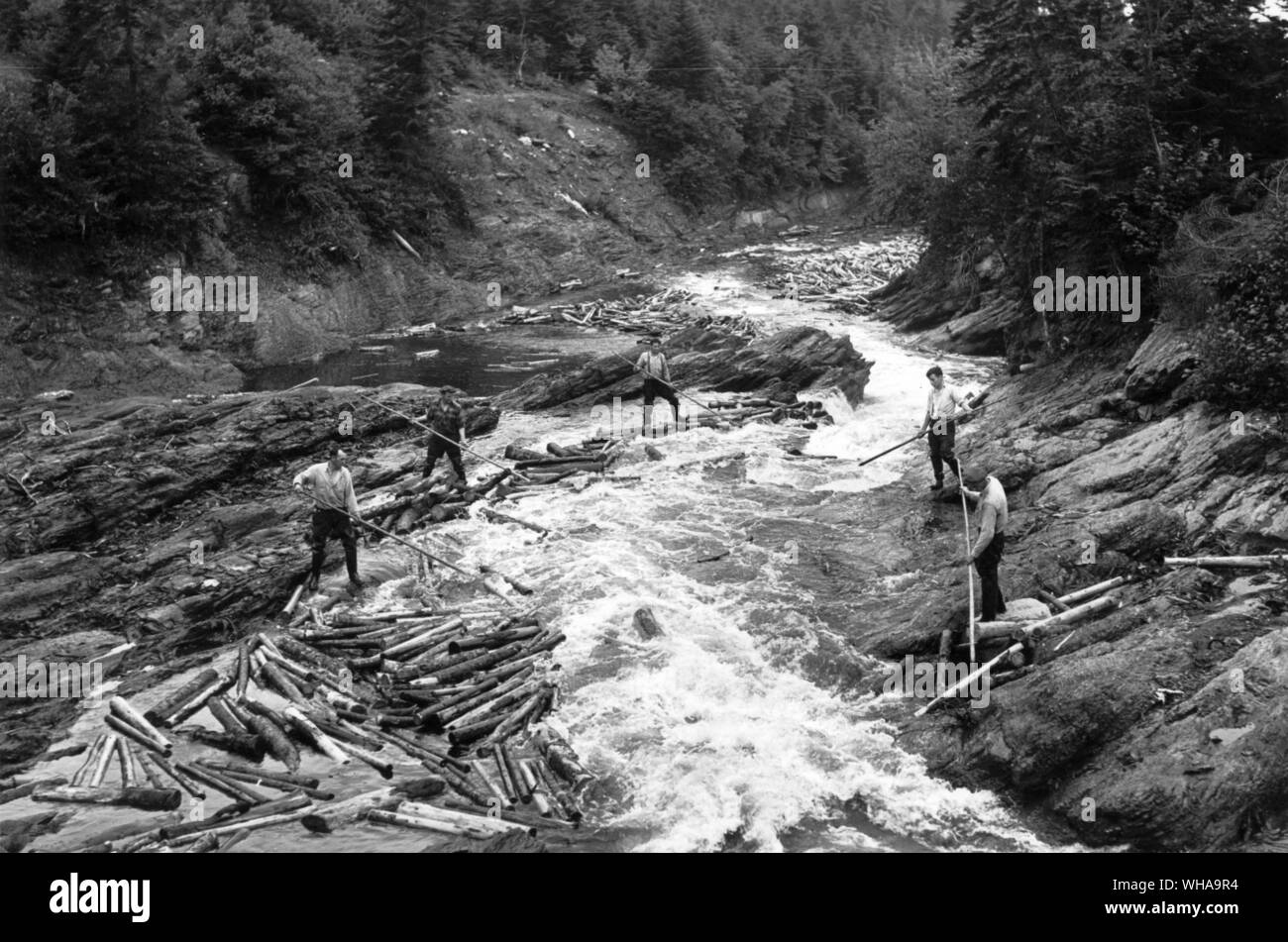 Pulpwood logs are driven down the rushing streams on the first stage of their journey to Bowaters pulp and paper mills at Corner Brook Stock Photo