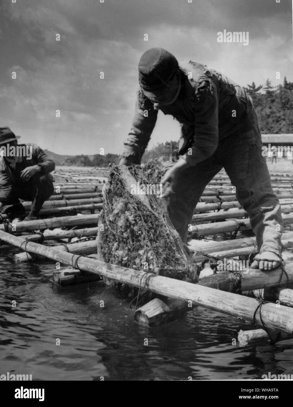 Oyster cages being drawn up for inspection. Cages are completely encrusted with all forms of sea life. These cages contain oysters which will be checked and then germ treated. Mikimoto cultured pearl farm, property of 89 Kokichi Mikimoto the Japanese pearl king.. Stock Photo
