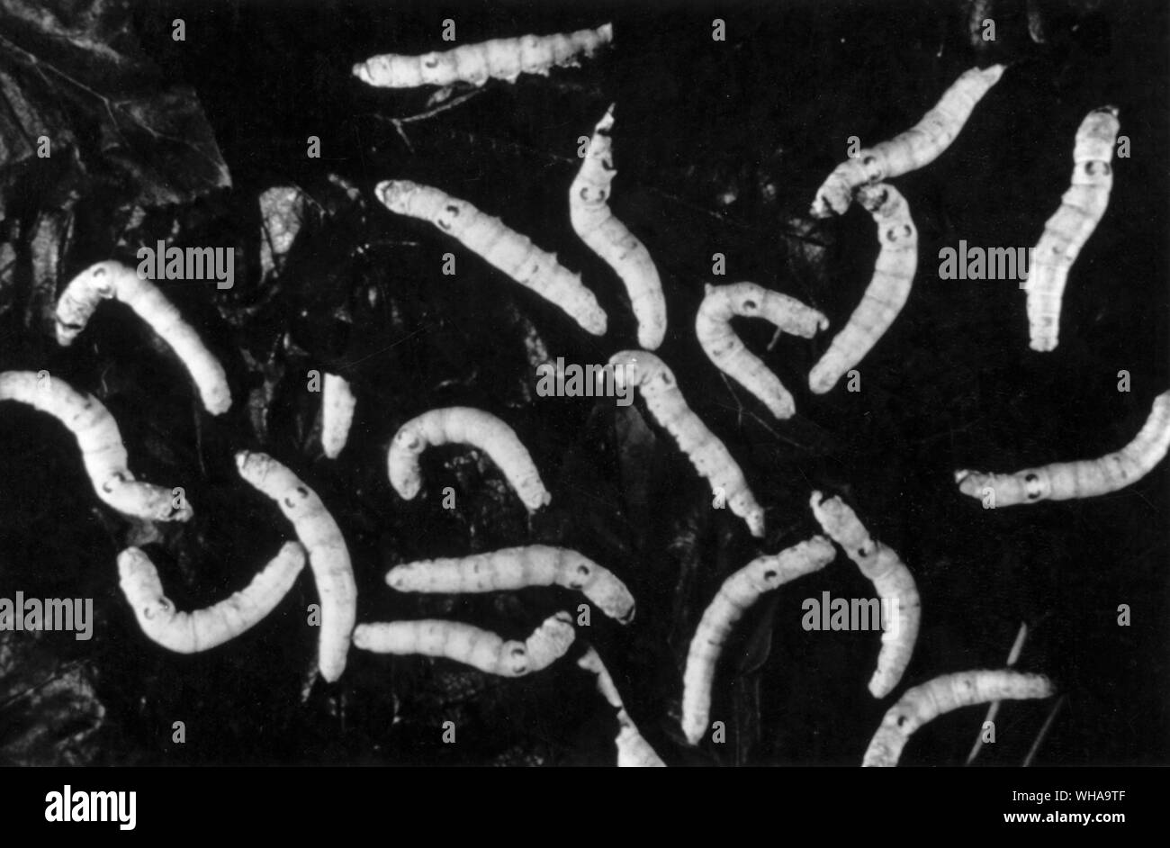 Feeding silkworms Black and White Stock Photos & Images Alamy