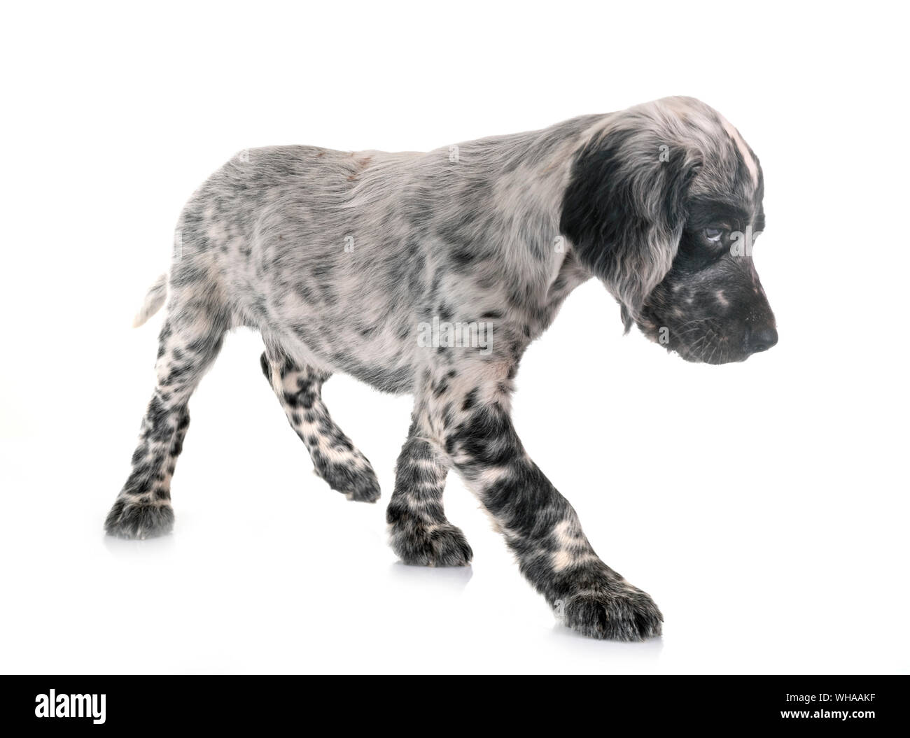 puppy english setter in front of white background Stock Photo