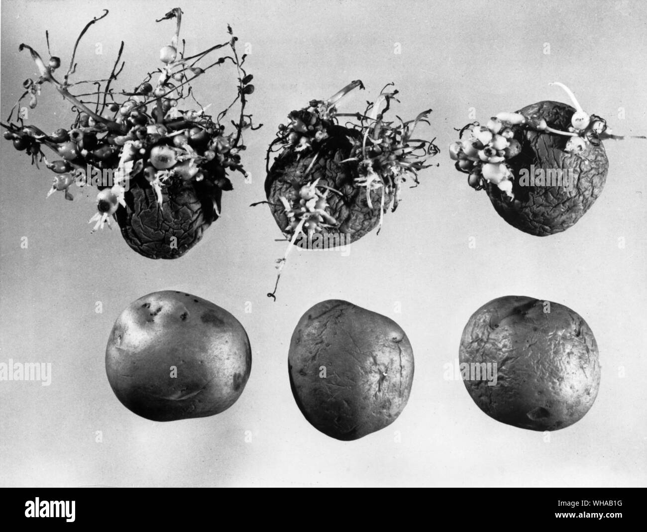 Atoms for peace progress: The successful use of atomic energy to extend storage life of potatoes is shown by the contrast between unsprouted potatoes, lower row, subjected to varying doses of gamma rays 16 months before this photograph was made, and sprouted potatoes upper row, of the same age which were not treated. Treated potatoes do not retain any radioactivity, but they do retain the original taste and nutritional value for long periods of time. A mobile trailer truck that can be moved into potato fields has been designed to treat newly dug crops. Stock Photo