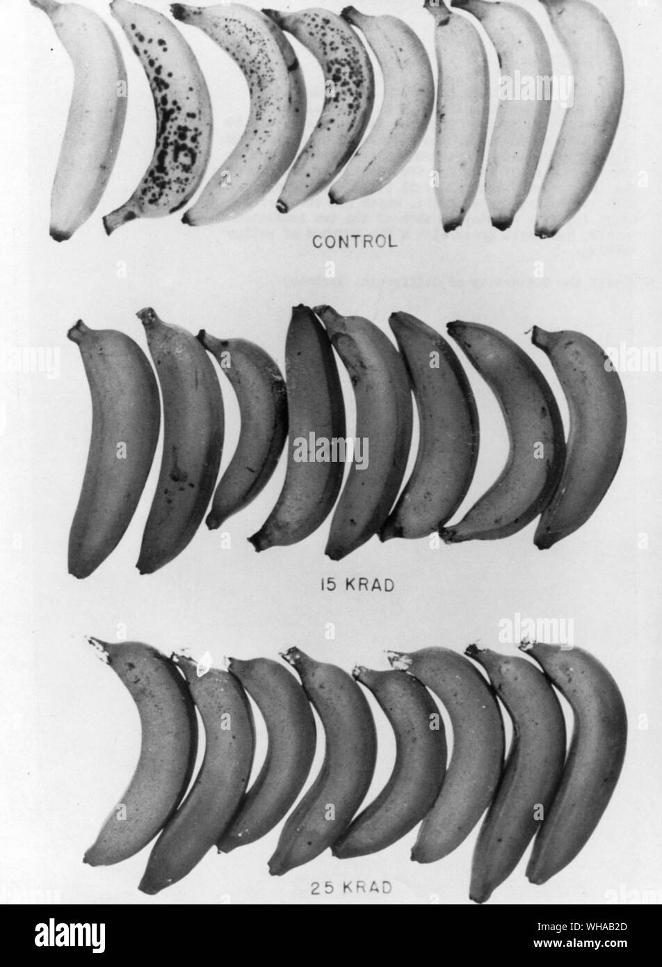 Radiation preservation of fruit. Bananas in particular have been found to be beneficially affected by radiation from such sources as cobalt 60 in studies conducted by the University of California. Simple, inexpensive treatment delays ripening and extends the sshelf life for two weeks. In the photo the two week old control fruit, top, was a deep yellow; the irradiated fruit which had been irradiated for five minutes at each of the two indicated levels was still green with a few touches of yellow showing. Stock Photo