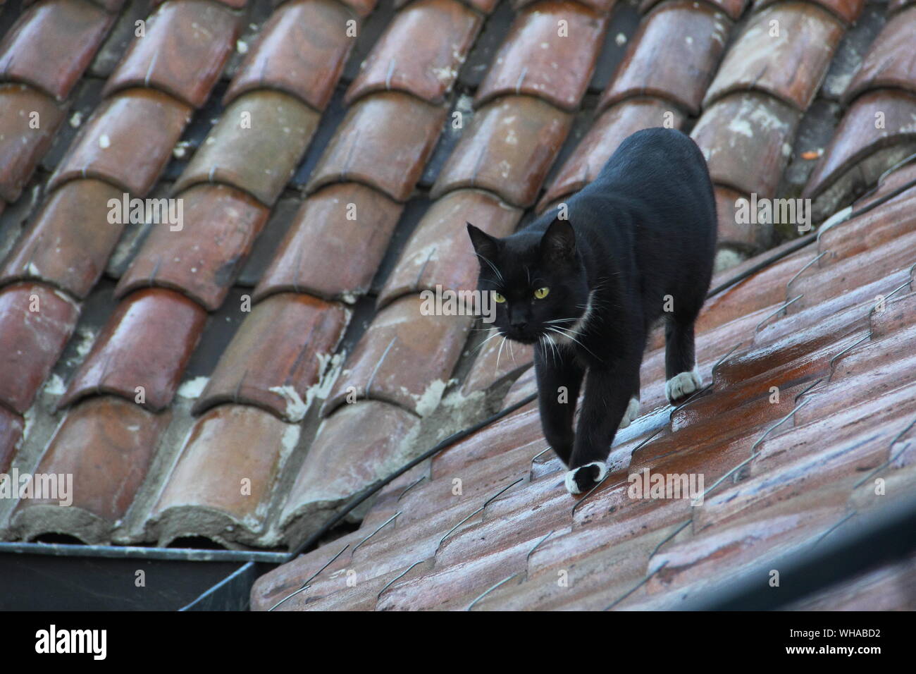 Portrait Of Cat Walking On Roof Stock Photo Alamy