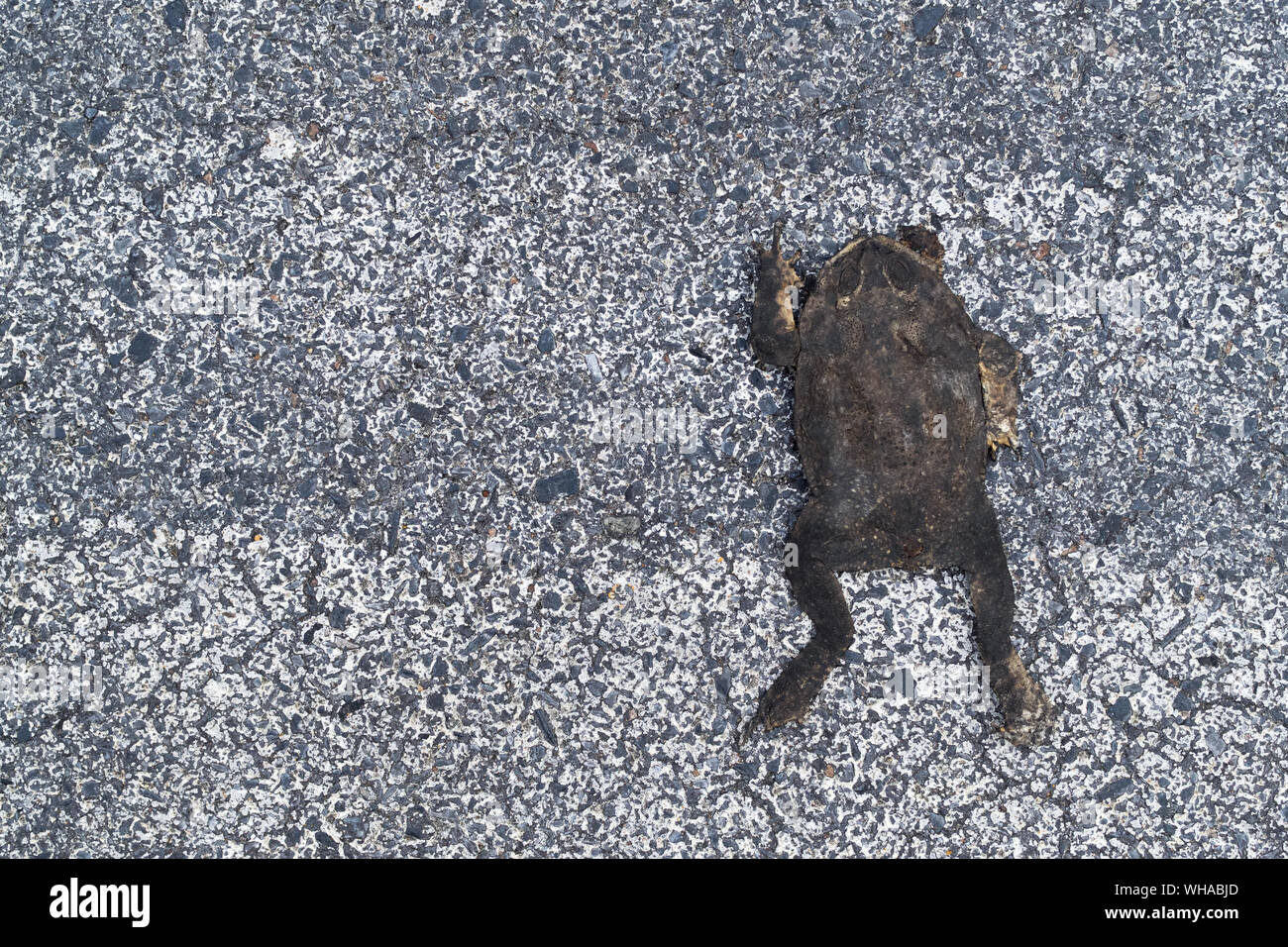 dead flat toad crushed on the yellow asphalt road by car accident in ...