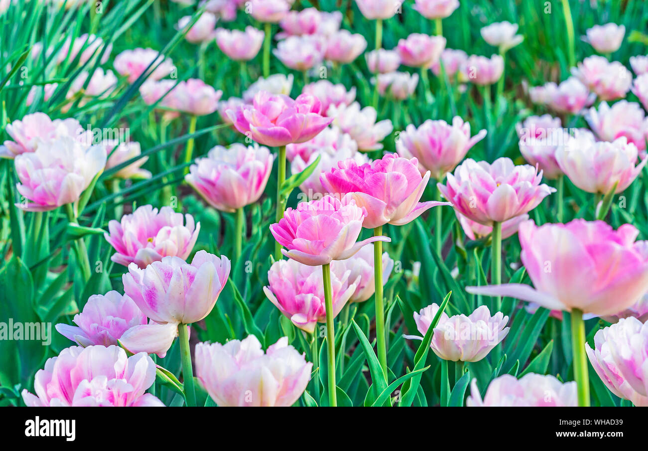 White-pink terry tulips. Gesner's tulip with a terry form of a flower. Stock Photo