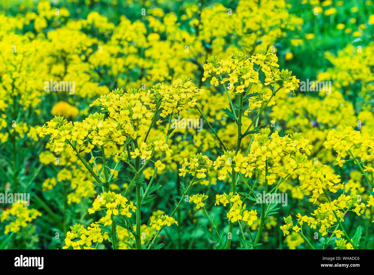Yellow flowers mustard. Background of yellow wildflowers Stock Photo