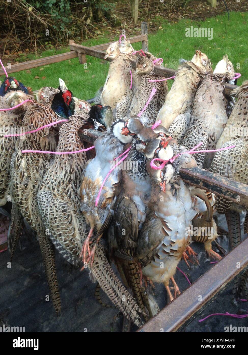 Dead Pheasants And Partridges Hanging For Sale Stock Photo