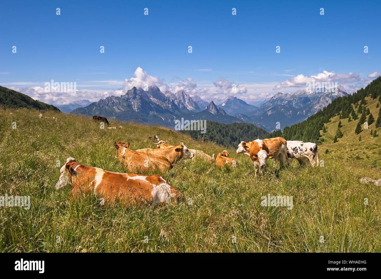 Small herd of cows grazing on a mountain pasture.Alps Italy. Stock Photo