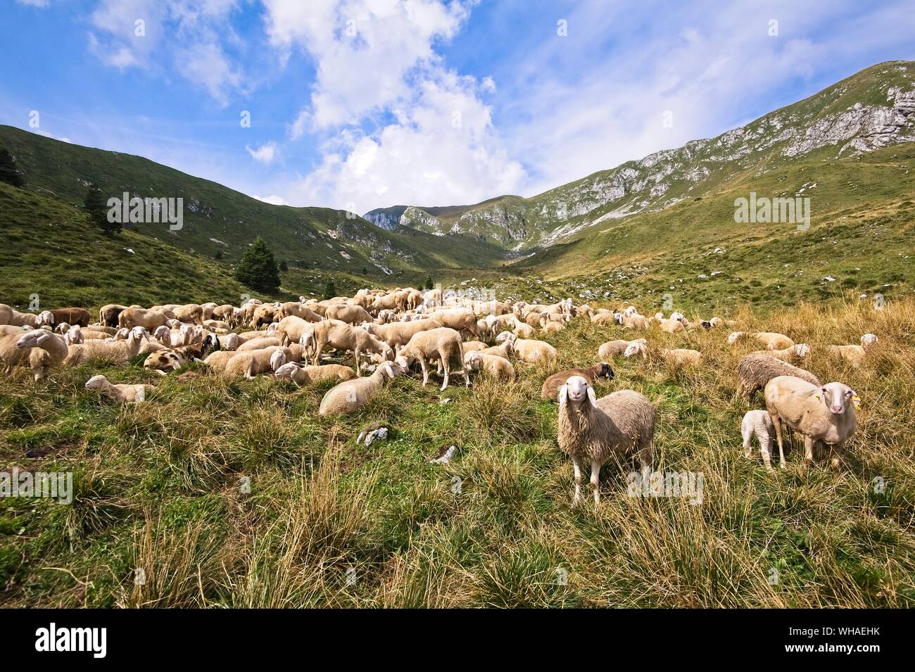 Livestock farm, flock of sheep in mountains. Stock Photo