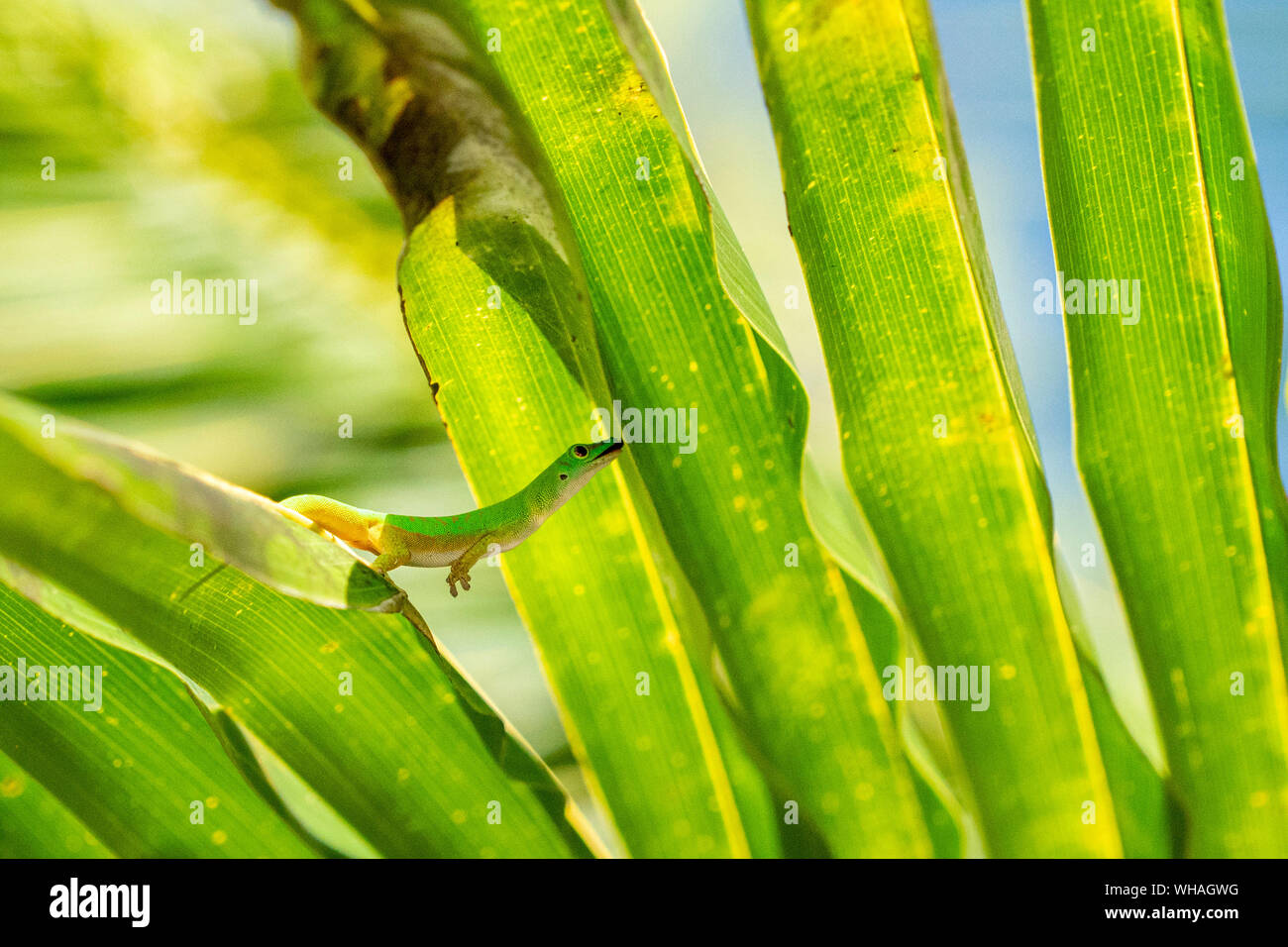 gold dust gecko licking a leaf detail Stock Photo