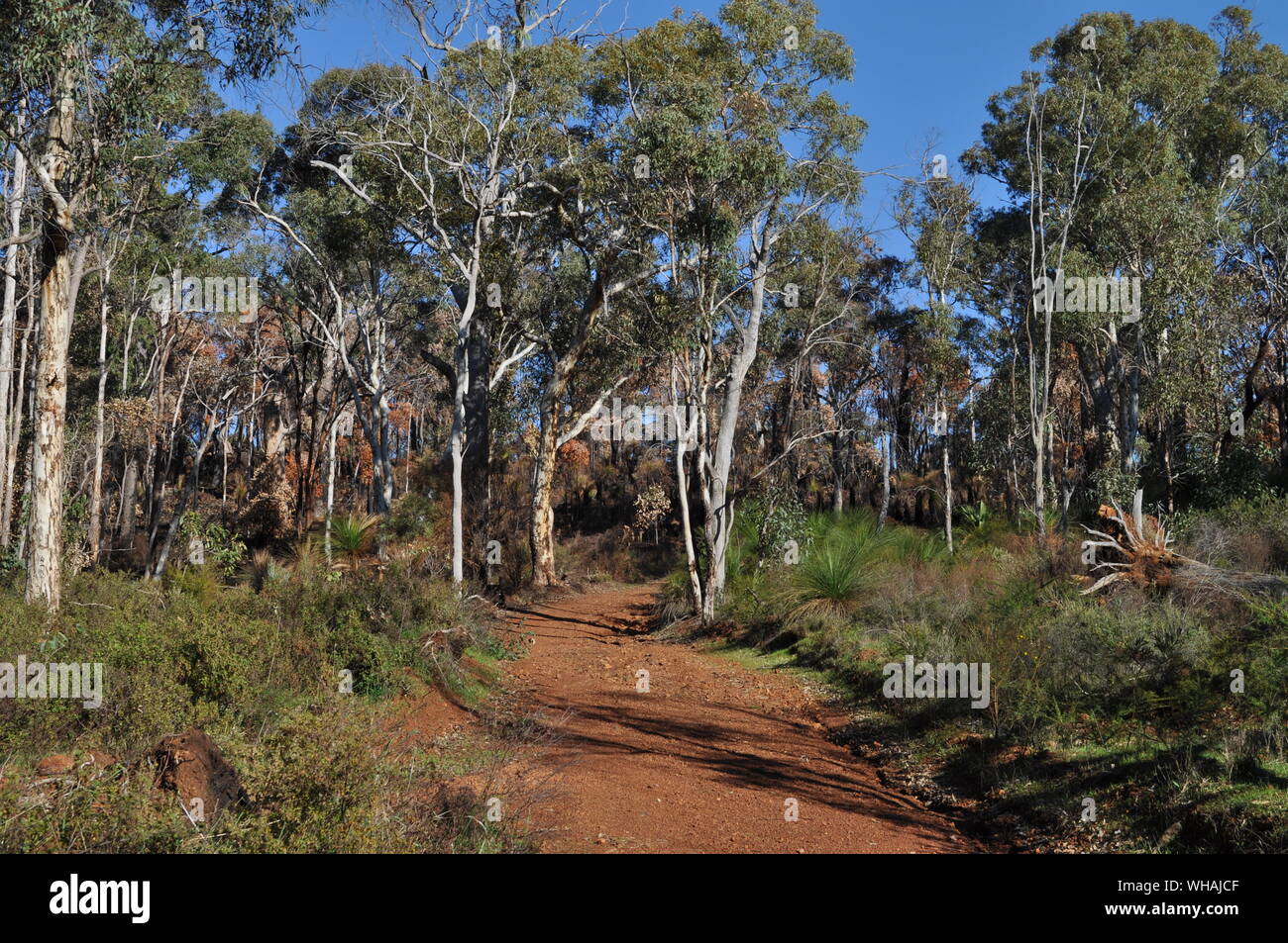 Red dirt track and burnt bushland, Whistlepipe Gully Walk, Mundy Regional Park, Perth Hills, Western Australia, Australia Stock Photo