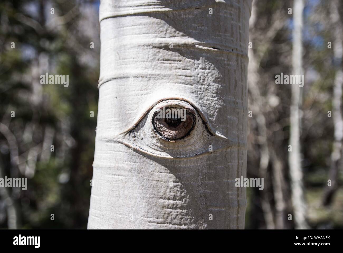 Eye of the tree Stock Photo Alamy