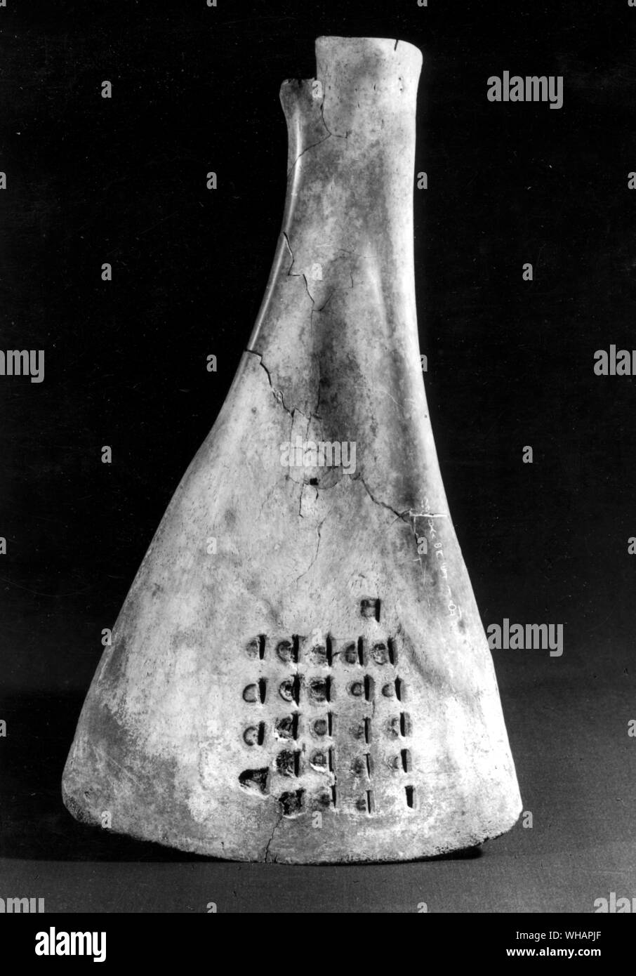 An ox scapula treated for oracle taking, excavated in 1971 at Anyang, Honan. The scapula shows small pits gouged with a chisel to the edge of which a heated bronze point has been applied. From the shape of the forked cracks so caused on the other side of the bone answers were read to the questions which are inscribed. Among the cracks a characteristic line with a short spur gave the shape for the ideograph pu 'to take an oracle'. The inscribed sentences the proper choice of animal victims for sacrifice to ancestors denoted by the number of a day (their offering day) in the ten day cycle. The Stock Photo