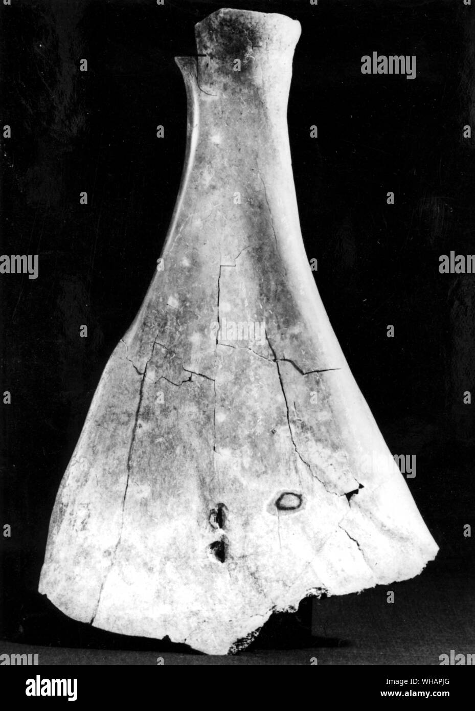 An ox scapula treated for oracle taking, excavated in 1971 at Anyang, Honan. The scapula shows small pits gouged with a chisel to the edge of which a heated bronze point has been applied. From the shape of the forked cracks so caused on the other side of the bone answers were read to the questions which are inscribed. Among the cracks a characteristic line with a short spur gave the shape for the ideograph pu 'to take an oracle'. The inscribed sentences the proper choice of animal victims for sacrifice to ancestors denoted by the number of a day (their offering day) in the ten day cycle. The Stock Photo