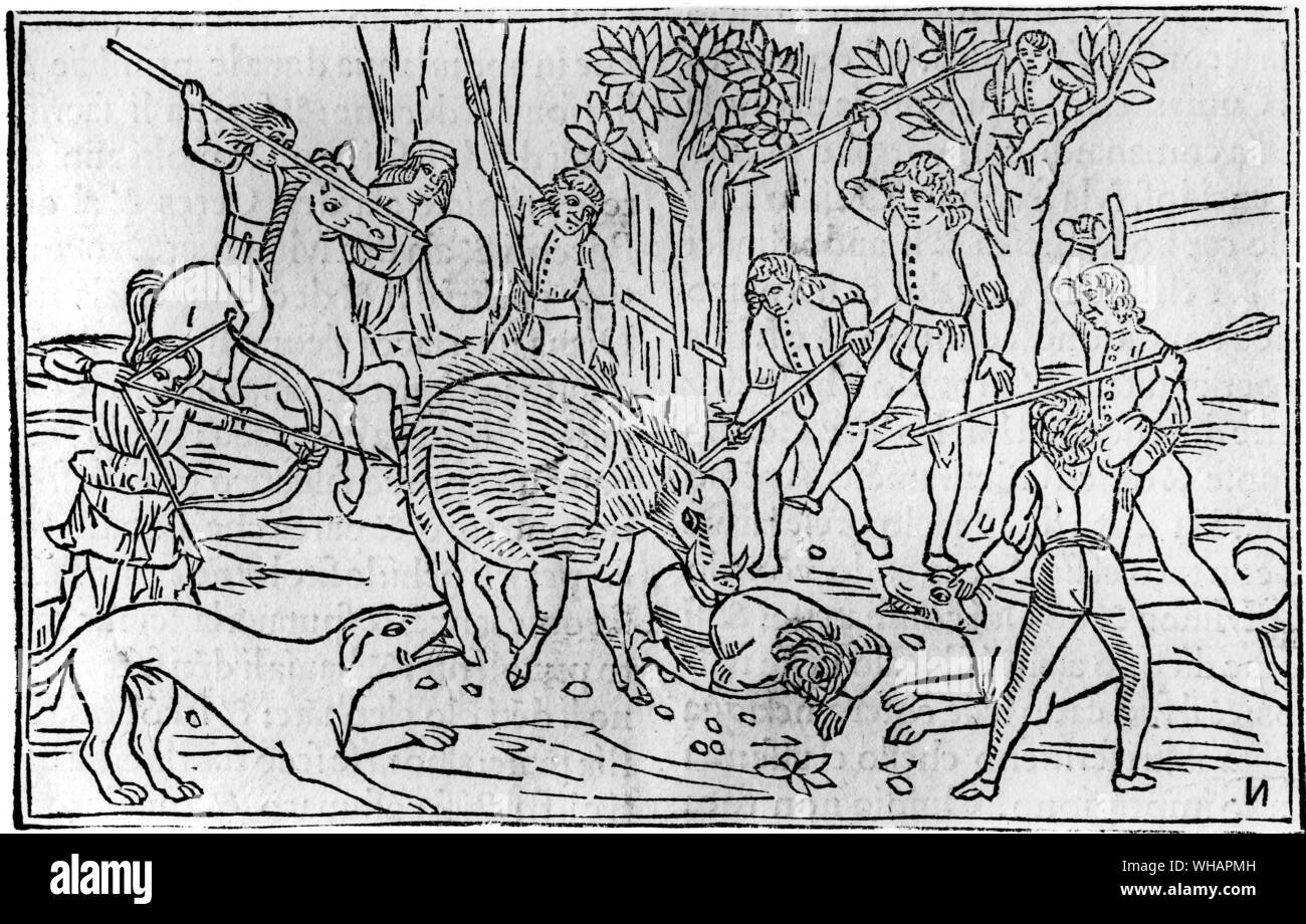 From Ovid's Metamorphosis. Venice 1497. Hunt of the Calydonian Boar. The hunting of the Calydonian boar was one of the most famous episodes of Greek heroic legend. Oeneus, the king of Calydon, failed to honor Artemis when he was sacrificing the first-fruits of the harvest, and in revenge Artemis sent a savage boar which laid waste to the countryside. Oeneus called together a great host of Greek heroes to rid his country of the boar. It was a distinguished company: the hunting party included a sizeable portion of the crew of the Argo, and many of the hunters also had separate legendary Stock Photo
