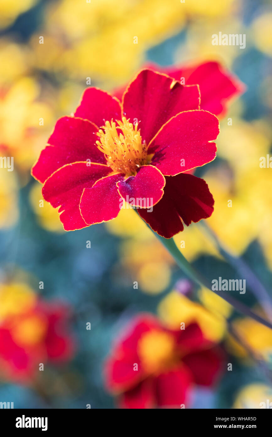 Close-up of single bicolor orange and deep red flower of Marigold 'Pots of Gold', Tagetes patula 'Pots of Gold', French Marigold 'Pots of Gold' Stock Photo