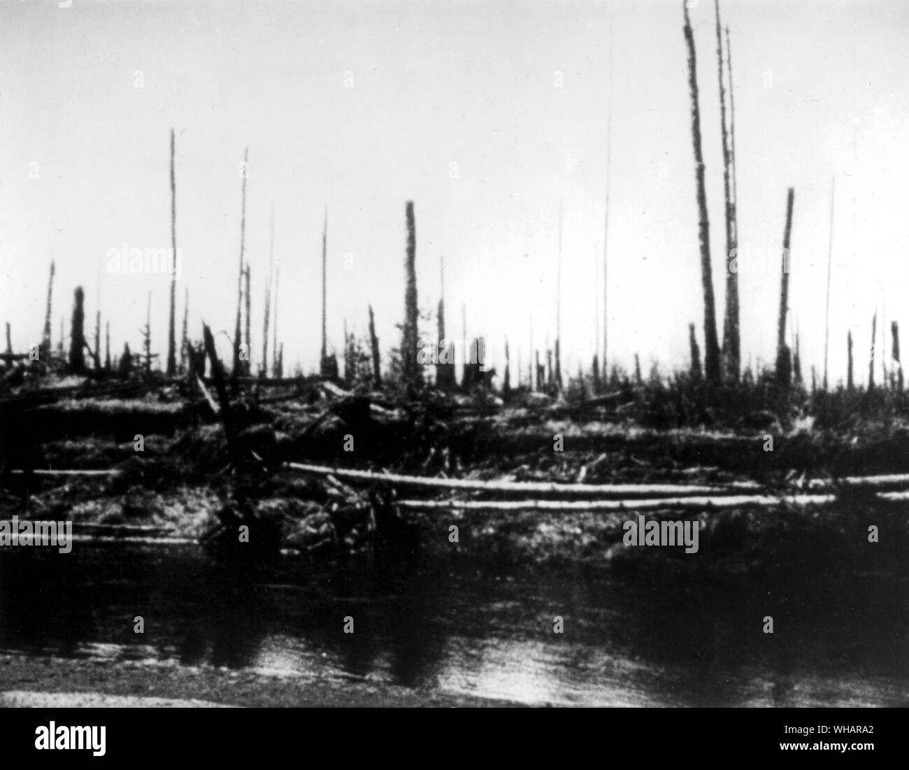 Tunguska after the 1908 explosion. On June 30, 1908, something exploded 8 km above the Stony Tunguska river. About 2150 square kilometres of Siberian taiga were devastated and 80 millions trees were overthrown. Up to now, it is not clear whether the great explosion was due to a comet or an asteroid or something else. Stock Photo