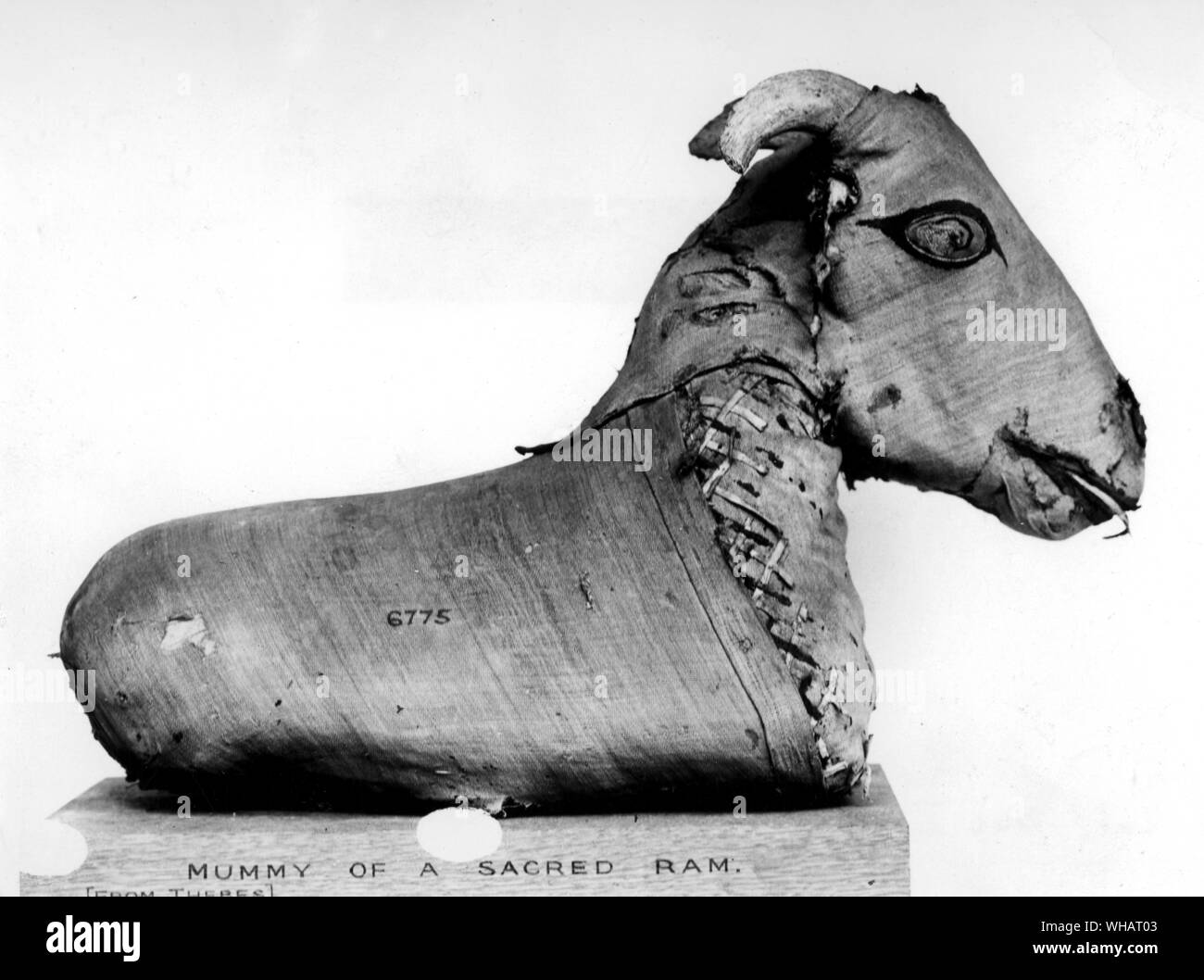 Sacred Ram High Resolution Stock Photography and Images Alamy