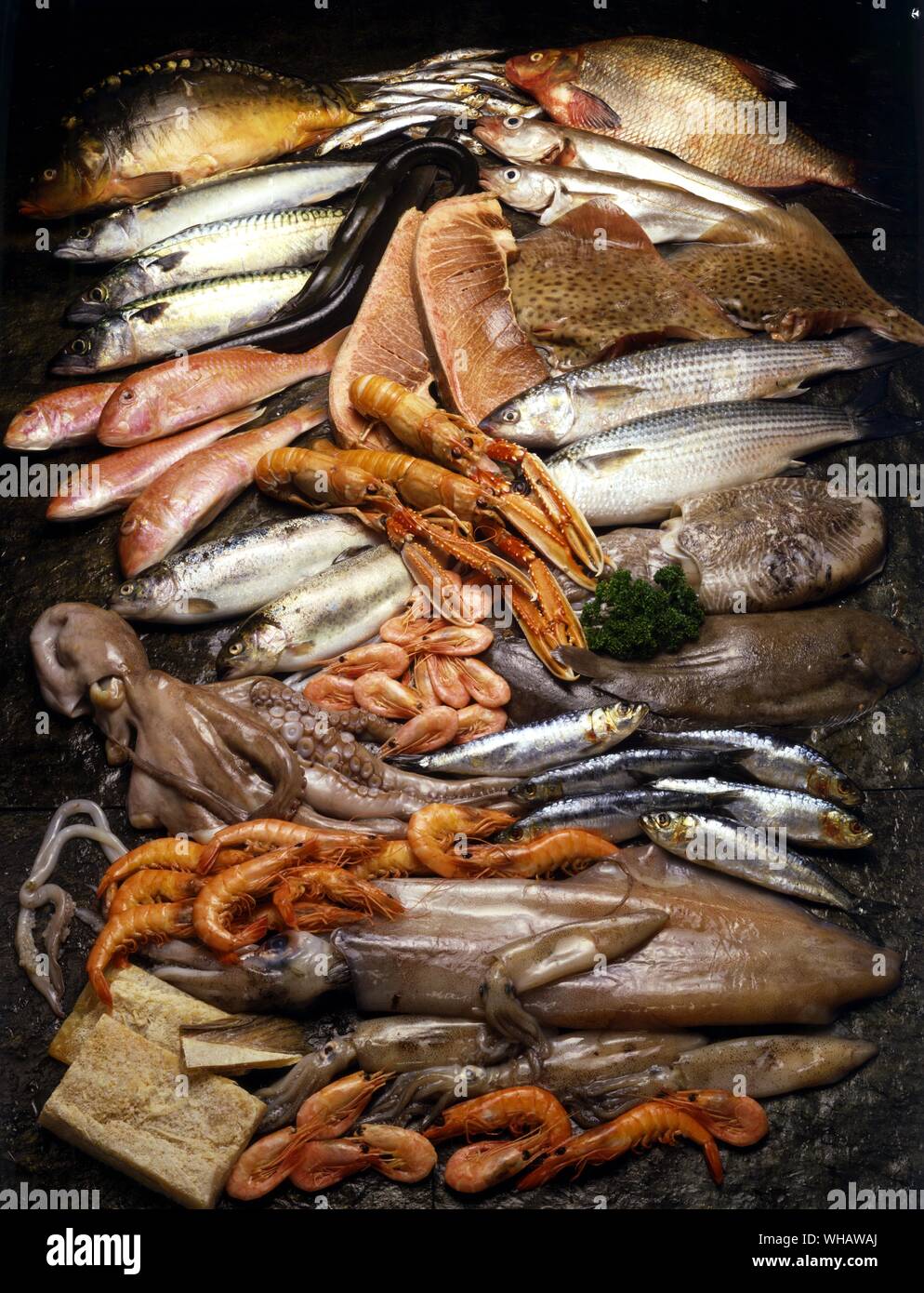 Italian Cooking By Robin Howe. . Carp, Anchovies, Freshwater Bream, Mackerel, Eel, Whiting, Red Mullett, Tuna Fish Steak, Wings Of Skate, Rainbow Trout, Dublin Bay Prawns, Grey Mullett. Octopus, Prawns, Cuttlefish, Dover Sole, Sardines, King Prawns, Giant Squid And Baby Squid, Salt Fish. Stock Photo