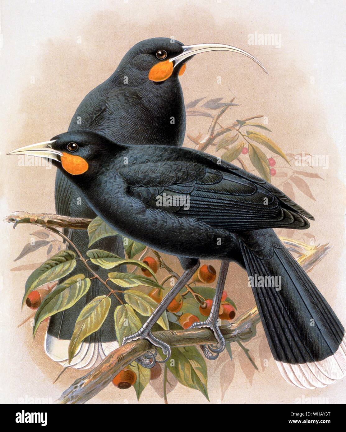 Huias (front) female (behind). Extinct Birds front cover by Errol Fuller. Chromolithograph from a painting by John Gerrard Keulemans (1842-1912) in Sir Walter Lawry Buller's History of the Birds of New Zealand 1887-88. Sir Walter Lawry Buller (1838 -1906) was a New Zealand Lawyer, naturalist and Ornithologist. In 1882 he produced the Manual of the Birds of New Zealand as a cheaper, popular alternative. In 1905, he published a two-volume Supplement to the History of the Birds of New Zealand which brought the work up to date.. Keulemans was the most sought-after bird artist of the late 19th and Stock Photo