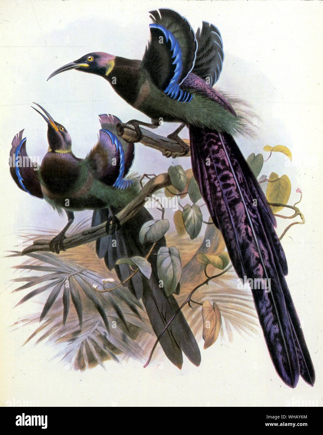 Daniel Giraud Elliot's (1835 -1915) Bird of Paradise (Epimachus ellioti). Extinct Birds by Errol Fuller page 238. A study of the world's recently extinct bird species with colour and black and white illustrations.. Daniel Giraud Elliot was an American zoologist. He was one of the founders of the American Museum of Natural History in New York and the American Ornithologists' Union.. Elliot used his wealth to publish a series of colour-plate books on birds and animals. The books included A Monograph of the Phasianidae (Family of the Pheasants) (1870-72), A Monograph of the Paradiseidae or Birds Stock Photo