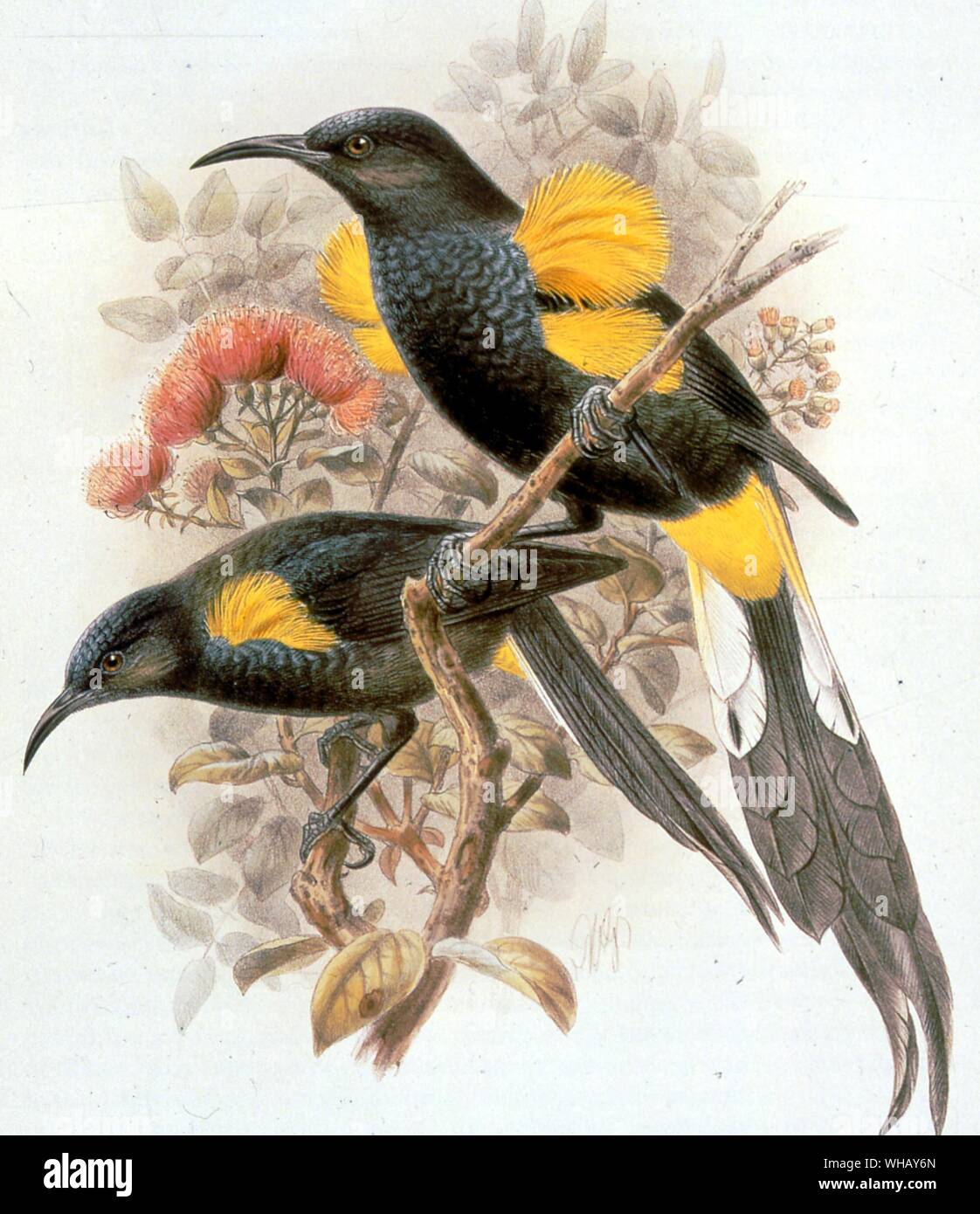 Hawaii O'os. Extinct Birds Frontpiece. Extinct Birds by Errol Fuller. A study of the world's recently extinct bird species with colour and black and white illustrations. Stock Photo