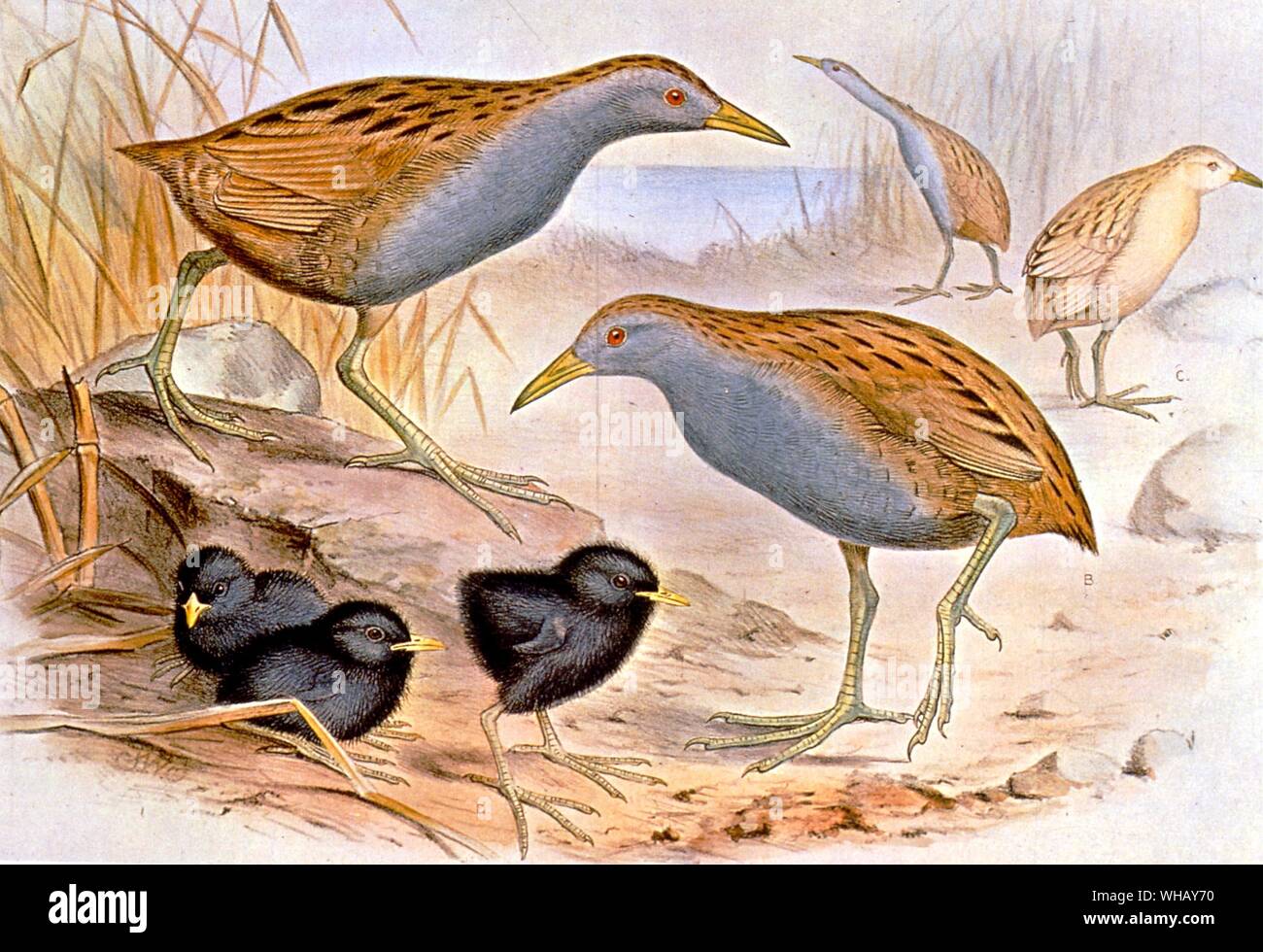 Laysan Rails. Extinct Birds by Errol Fuller page 83. A study of the world's recently extinct bird species with colour and black and white illustrations. Stock Photo